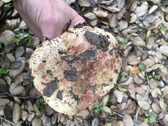 Butyriboletus querciregius