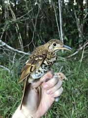 Russet-Tailed Thrush photo 3
