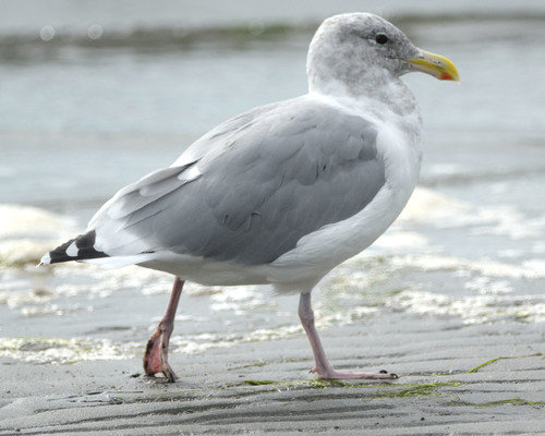 Olympic Gull