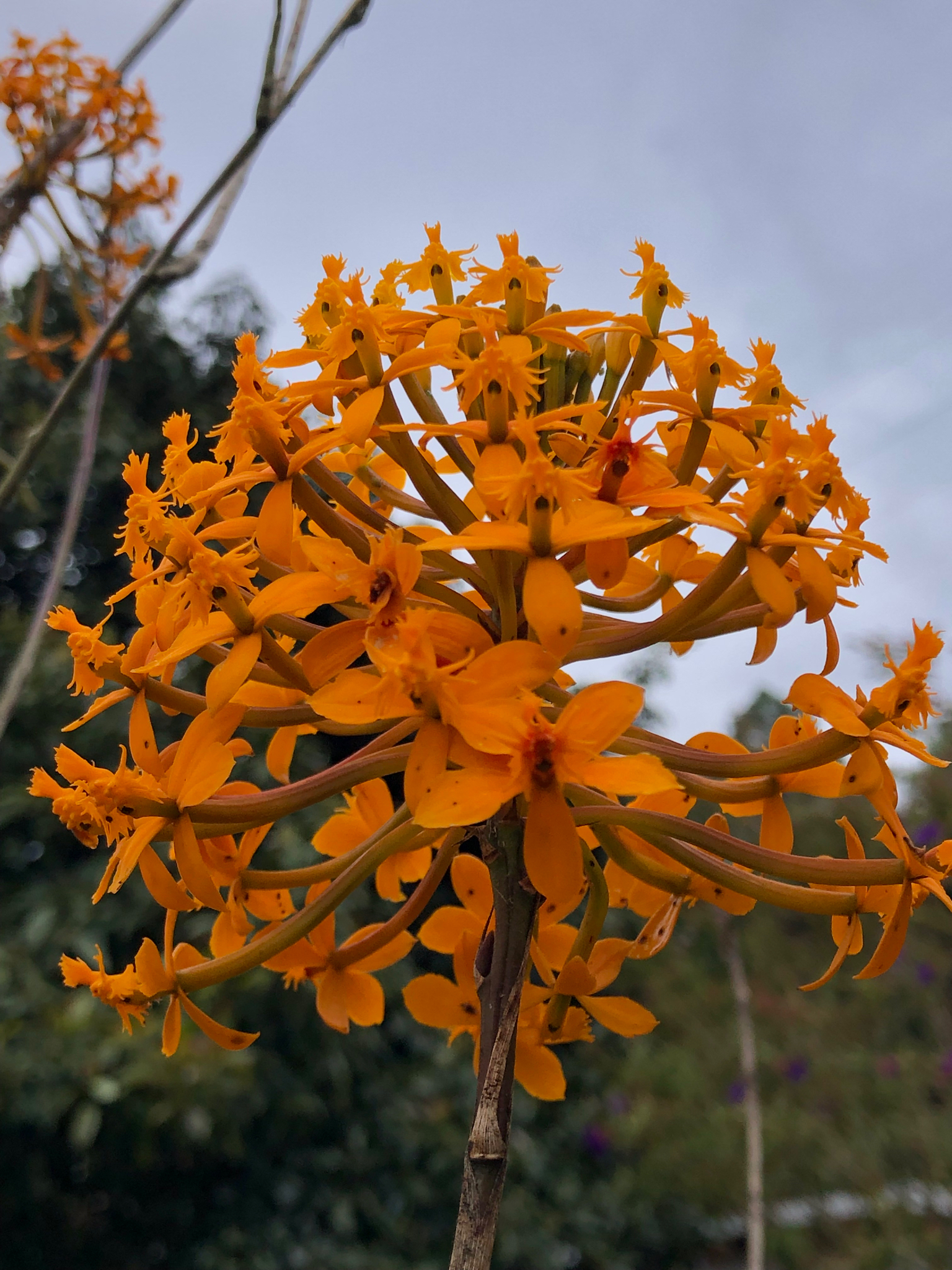 Epidendrum melinanthum Schltr. 3