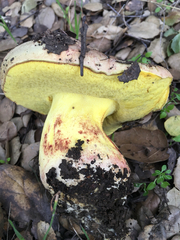 Butyriboletus querciregius