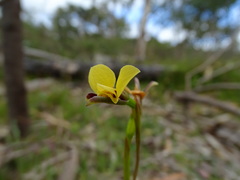 Diuris brevifolia