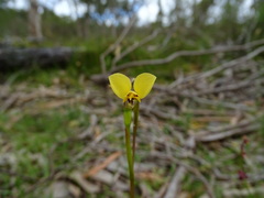 Diuris brevifolia