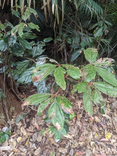 Neolitsea dealbata observed 2025-09-26