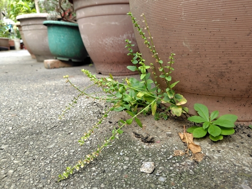 Scutellaria barbata, photograph 6