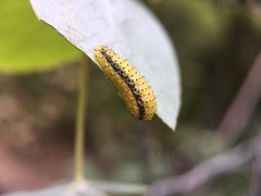 Gonipterus platensis