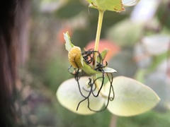 Gonipterus platensis