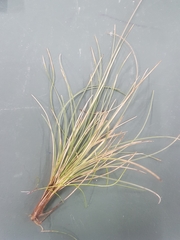 Poa rodwayi
