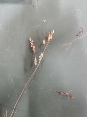 Poa rodwayi