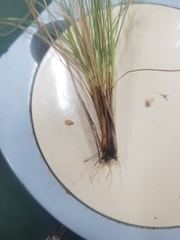 Poa rodwayi