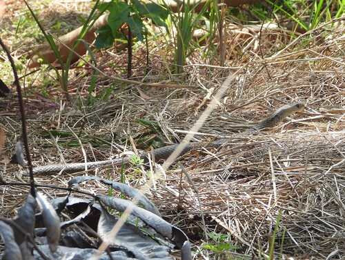 Eastern Brown Snake sighting