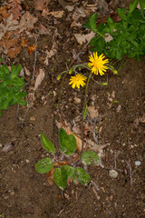 Hieracium glaucinum