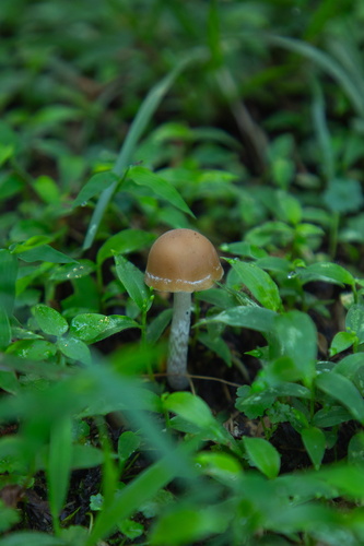Psilocybe subcaerulipes