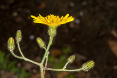 Hieracium glaucinum