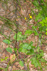Hieracium glaucinum