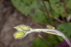 Hieracium glaucinum