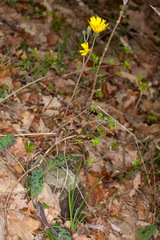 Hieracium glaucinum
