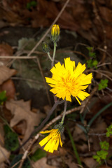 Hieracium glaucinum