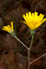 Hieracium glaucinum