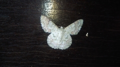 Pingasa ruginaria pacifica