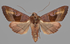 Phlogophora wollastoni