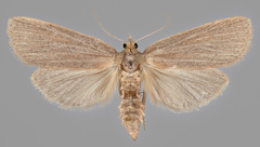 Cathayia insularum