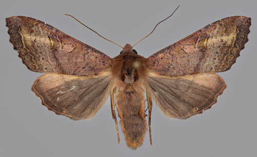 Phlogophora wollastoni