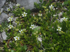 Moehringia ciliata