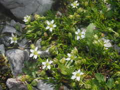 Moehringia ciliata