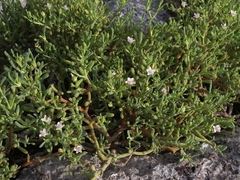Sesuvium edmonstonei