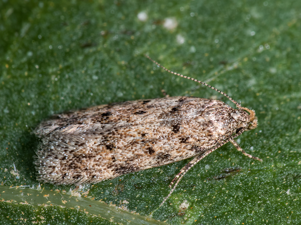 Pseudotelphusa aenigma