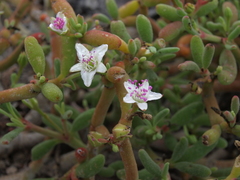 Sesuvium edmonstonei