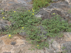 Tribulus cistoides