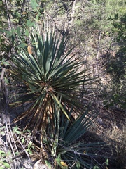 Yucca madrensis