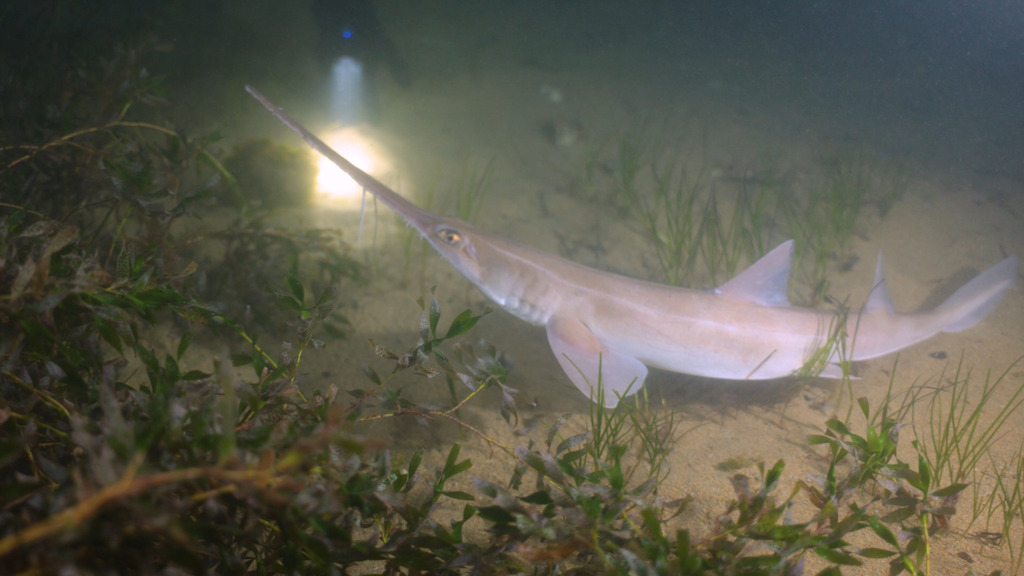 Shortnose sawshark (Pristiophorus nudipinnis) — Pristiophoridae