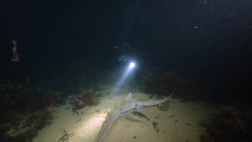 Shortnose sawshark (Pristiophorus nudipinnis) — Pristiophoridae — 2
