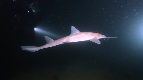 Shortnose sawshark (Pristiophorus nudipinnis) — Pristiophoridae — 4