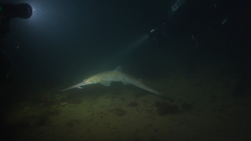 Shortnose sawshark (Pristiophorus nudipinnis) — Pristiophoridae — 5