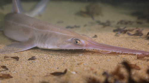 Shortnose sawshark (Pristiophorus nudipinnis) — Pristiophoridae — 3