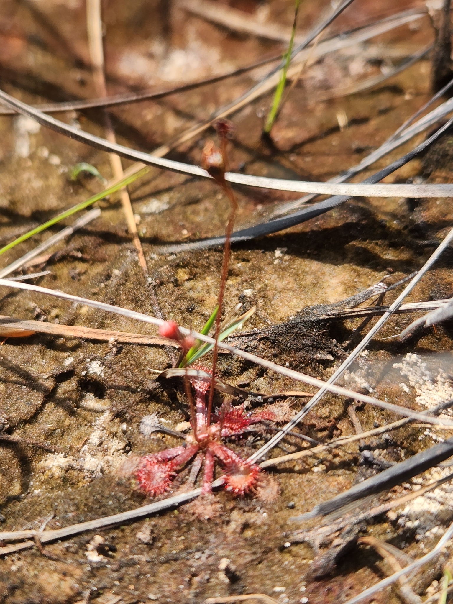 Drosera capillaris