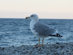 Larus michahellis