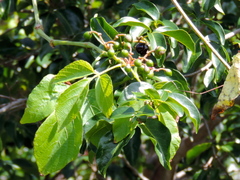 Cissus microcarpa
