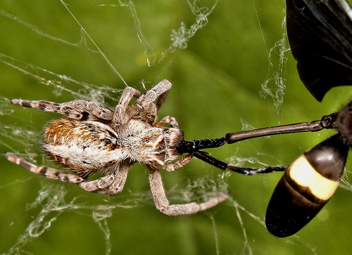 African Social Spider photo 4