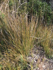 Schoenus pauciflorus