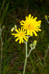 Hieracium murorum sublepistoides