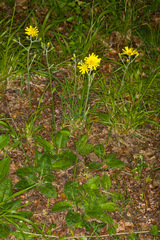 Hieracium murorum sublepistoides