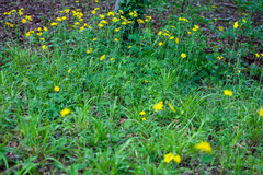 Hieracium murorum sublepistoides
