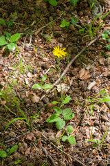Hieracium murorum sublepistoides