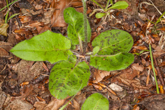 Hieracium murorum sublepistoides