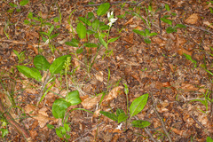 Hieracium murorum sublepistoides